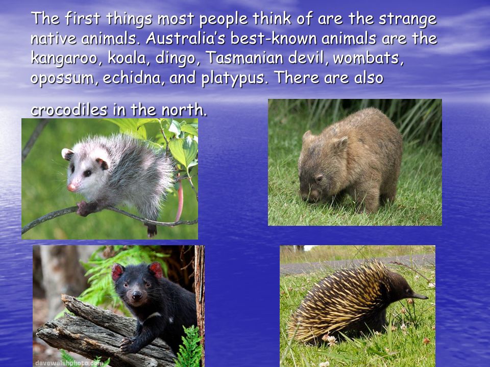 The first things most people think of are the strange native animals