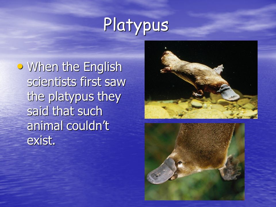 Platypus When the English scientists first saw the platypus they said that such animal couldn’t exist.
