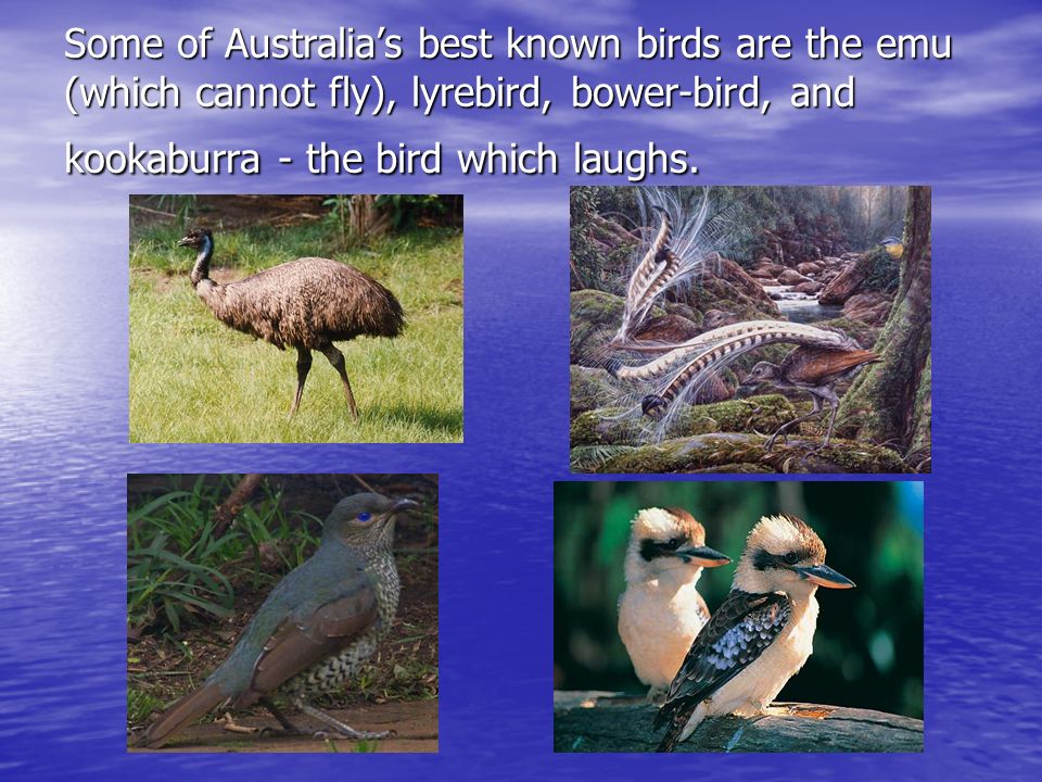 Some of Australia’s best known birds are the emu (which cannot fly), lyrebird, bower-bird, and kookaburra - the bird which laughs.