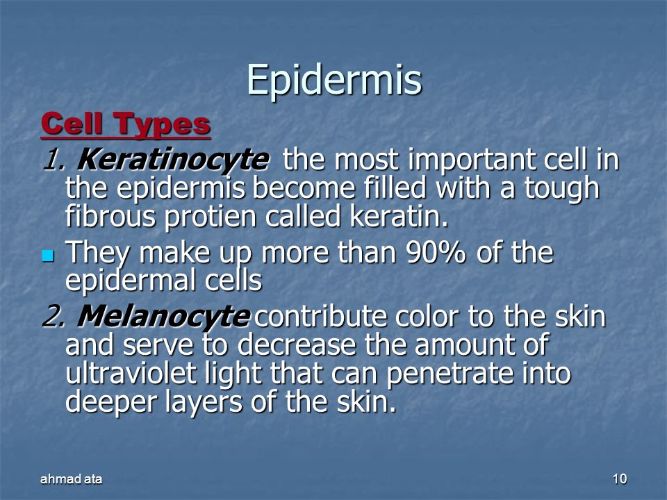 Epidermis Cell Types. 1. Keratinocyte the most important cell in the epidermis become filled with a tough fibrous protien called keratin.