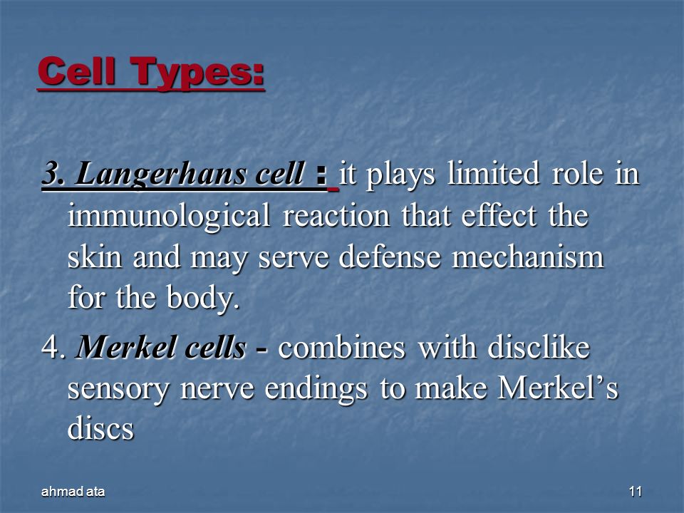 Cell Types: 3. Langerhans cell : it plays limited role in immunological reaction that effect the skin and may serve defense mechanism for the body.