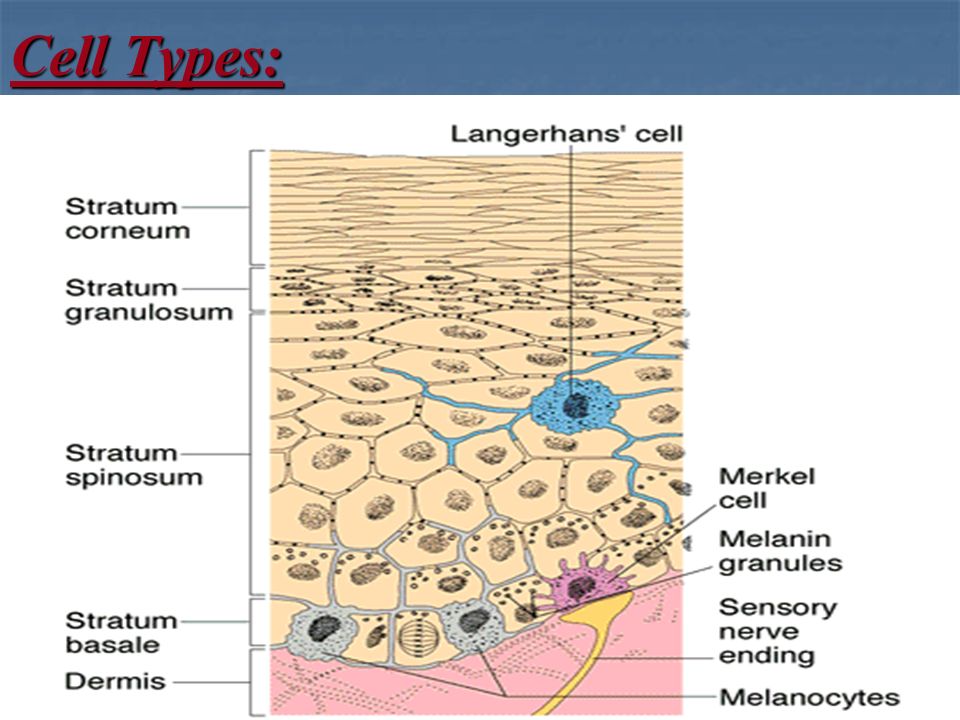 Cell Types: ahmad ata