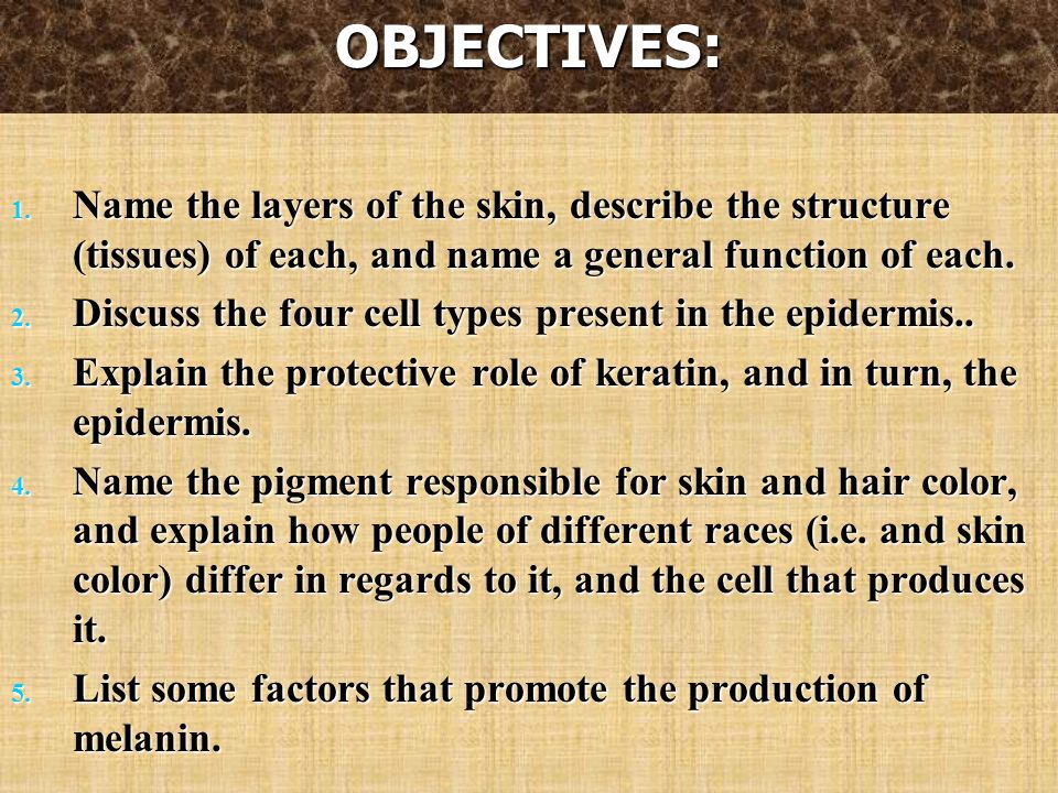 OBJECTIVES: Name the layers of the skin, describe the structure (tissues) of each, and name a general function of each.