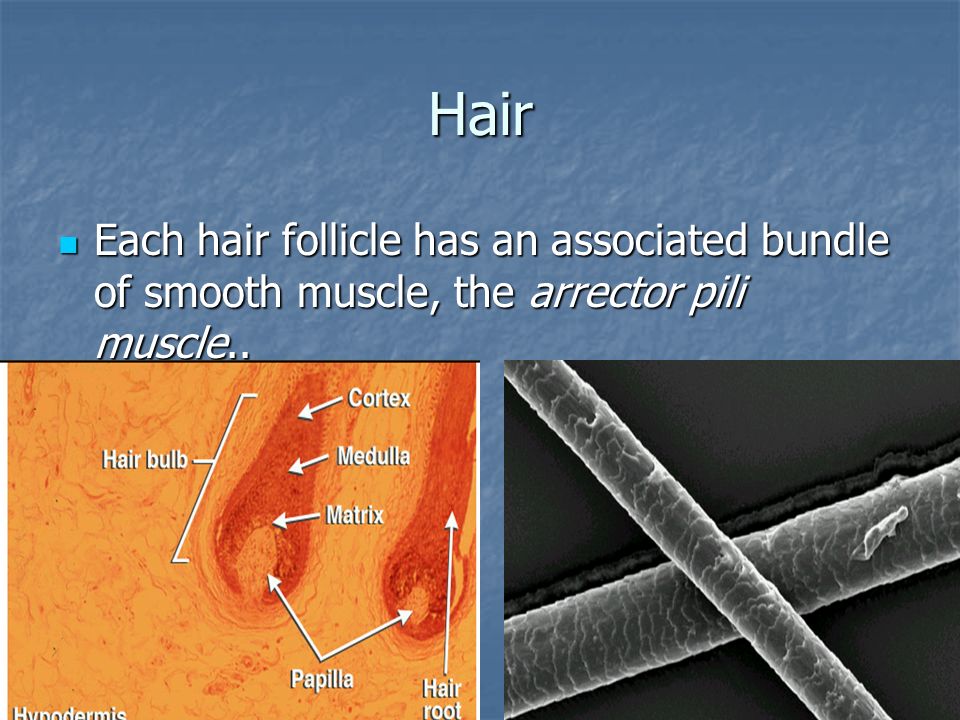 Hair Each hair follicle has an associated bundle of smooth muscle, the arrector pili muscle..