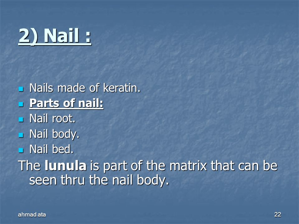 2) Nail : Nails made of keratin. Parts of nail: Nail root. Nail body. Nail bed.