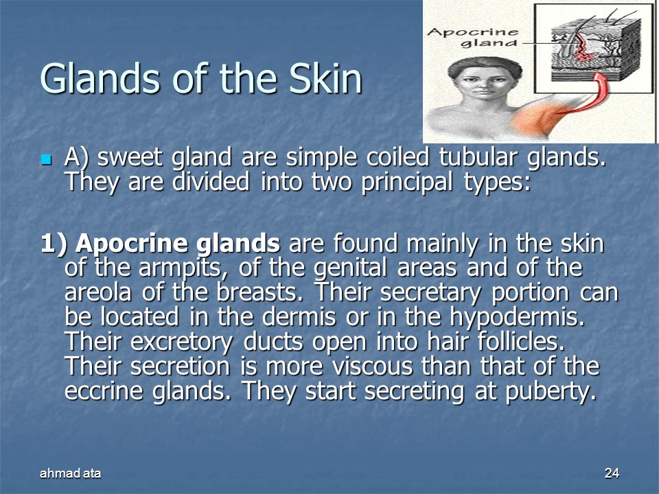 Glands of the Skin A) sweet gland are simple coiled tubular glands. They are divided into two principal types:
