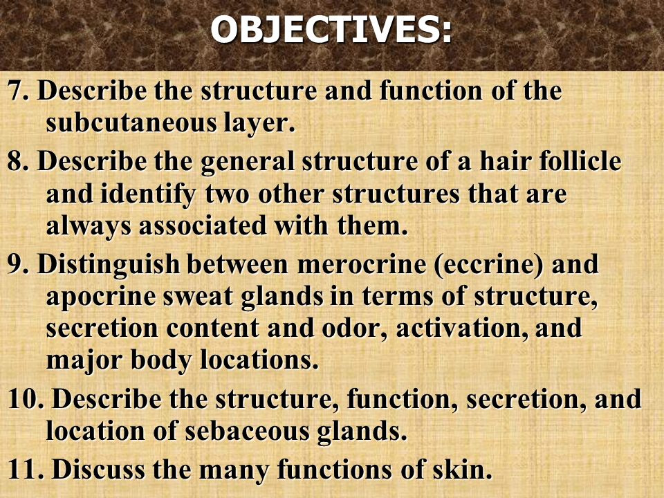 OBJECTIVES: 7. Describe the structure and function of the subcutaneous layer.