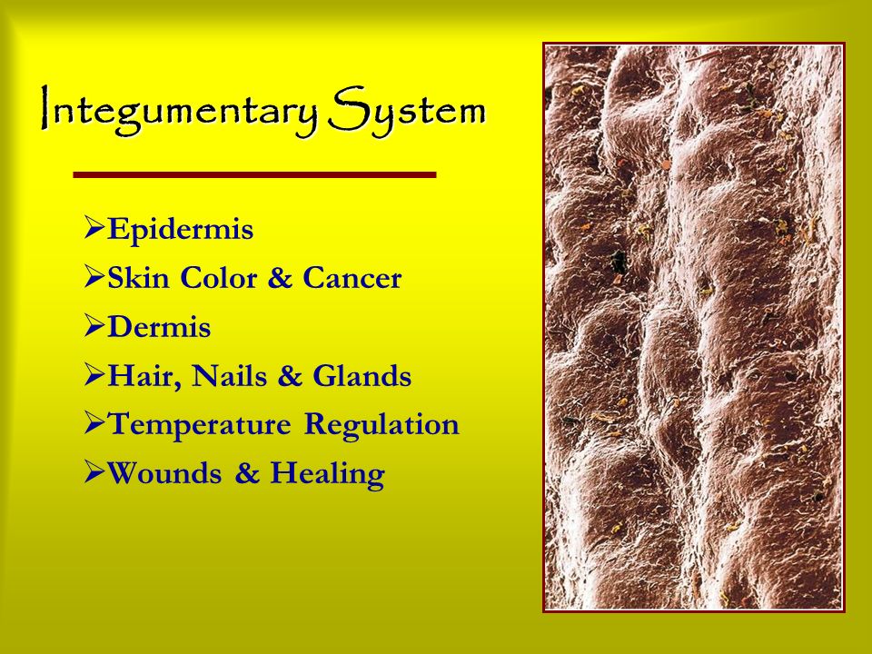 Integumentary System Epidermis Skin Color & Cancer Dermis