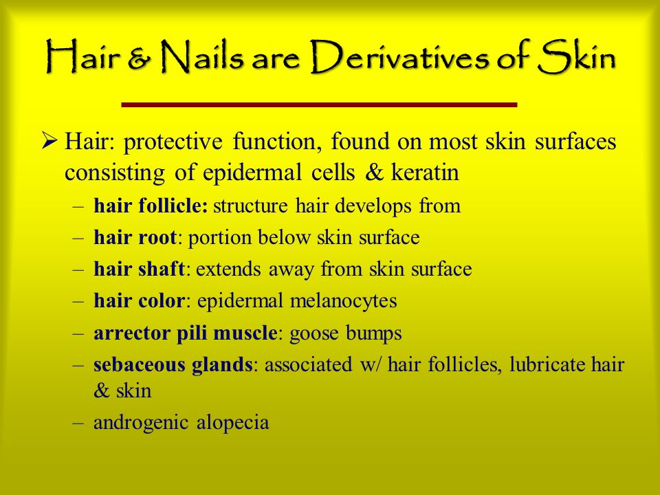 Hair & Nails are Derivatives of Skin