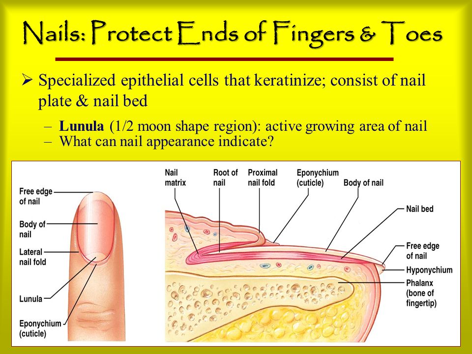Nails: Protect Ends of Fingers & Toes