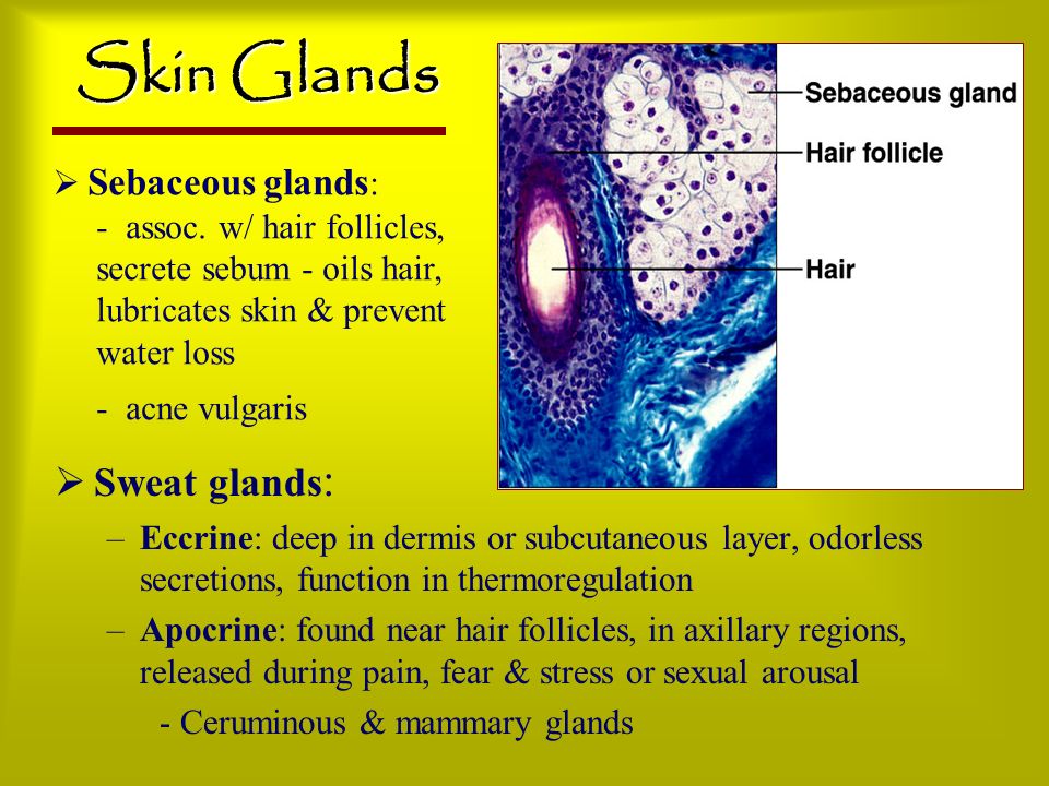 Skin Glands Sweat glands: Sebaceous glands: