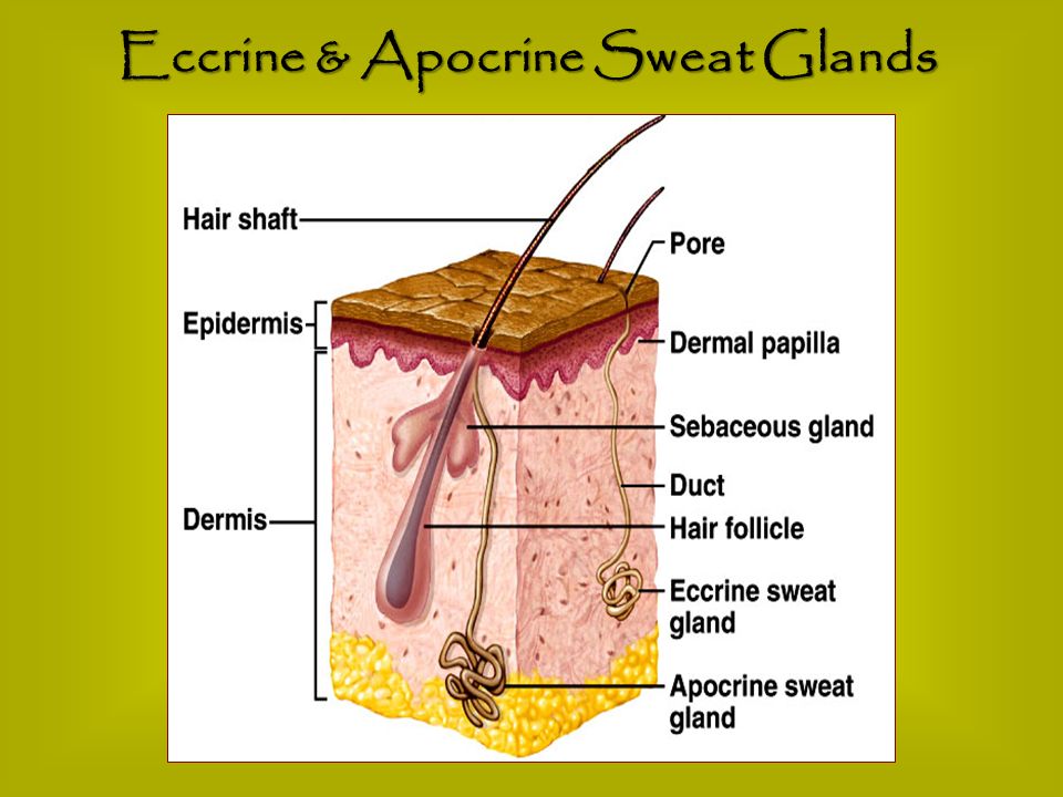 Eccrine & Apocrine Sweat Glands