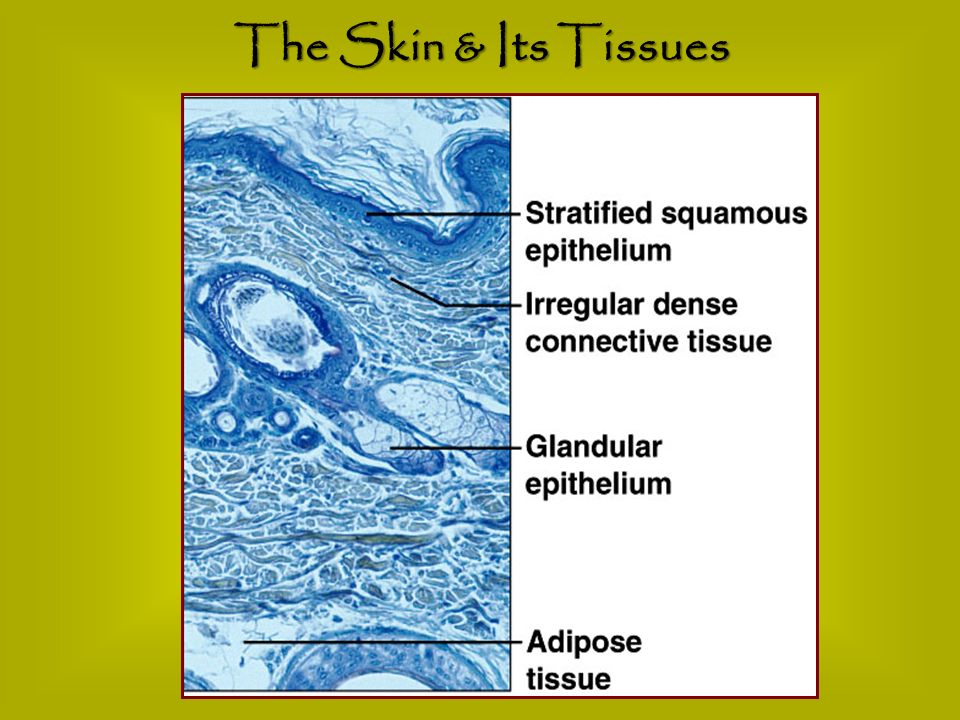 The Skin & Its Tissues
