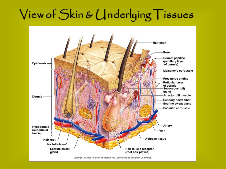 View of Skin & Underlying Tissues