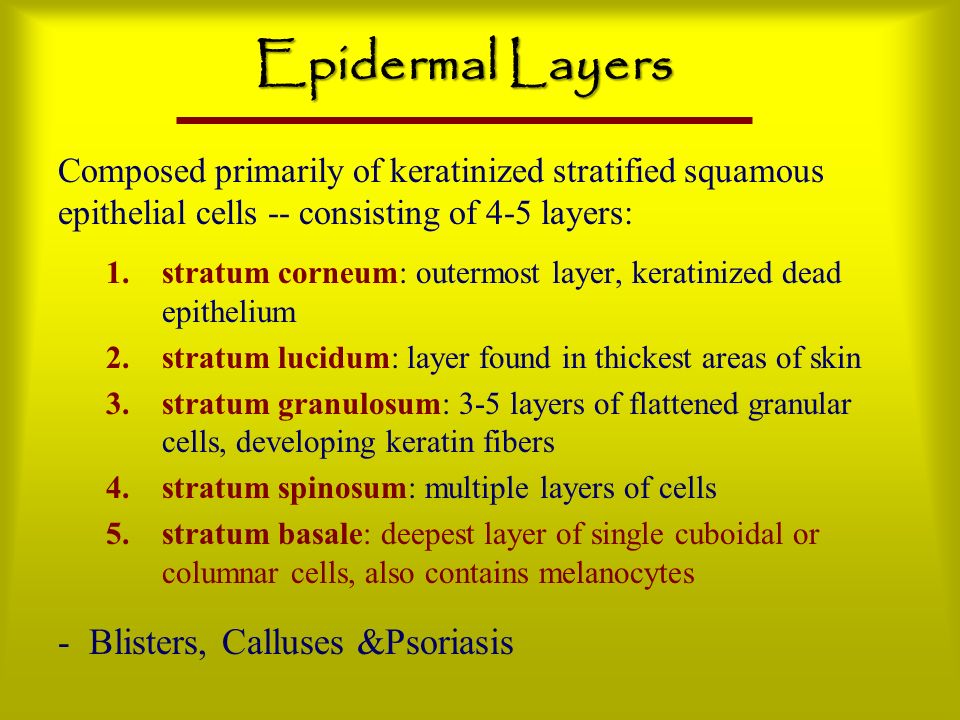 Epidermal Layers - Blisters, Calluses &Psoriasis