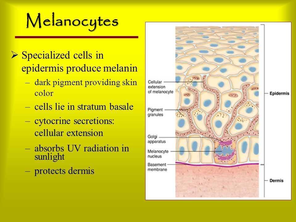 Melanocytes Specialized cells in epidermis produce melanin