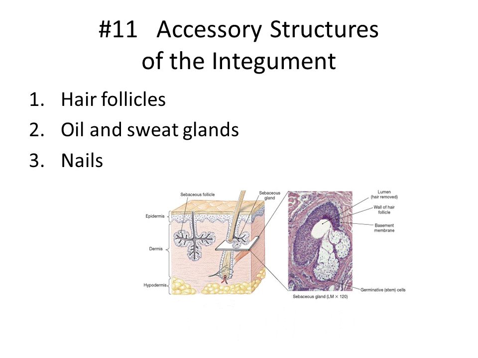#11 Accessory Structures of the Integument