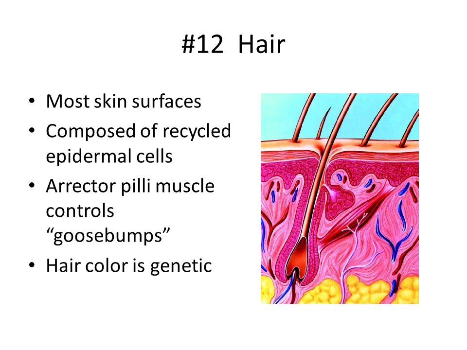 #12 Hair Most skin surfaces Composed of recycled epidermal cells