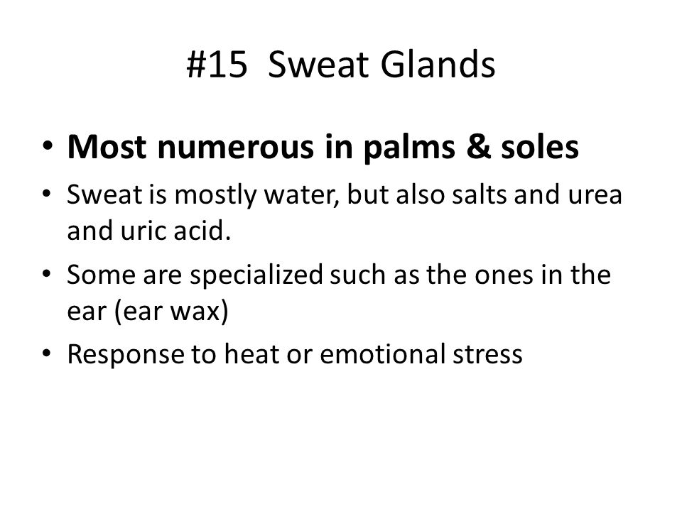 #15 Sweat Glands Most numerous in palms & soles