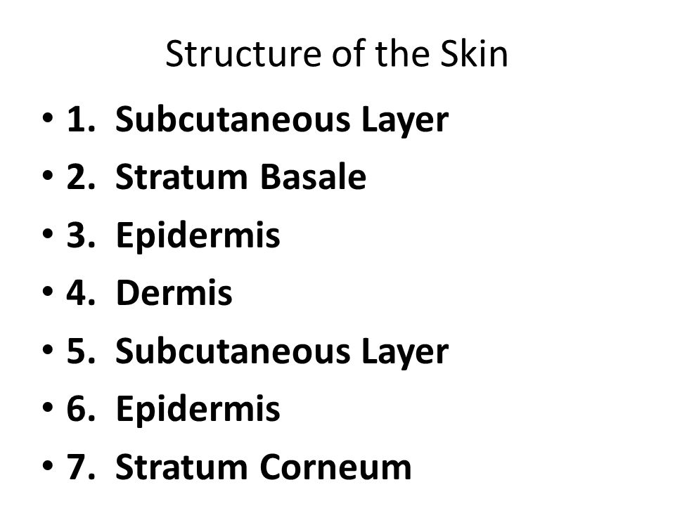 Structure of the Skin 1. Subcutaneous Layer 2. Stratum Basale