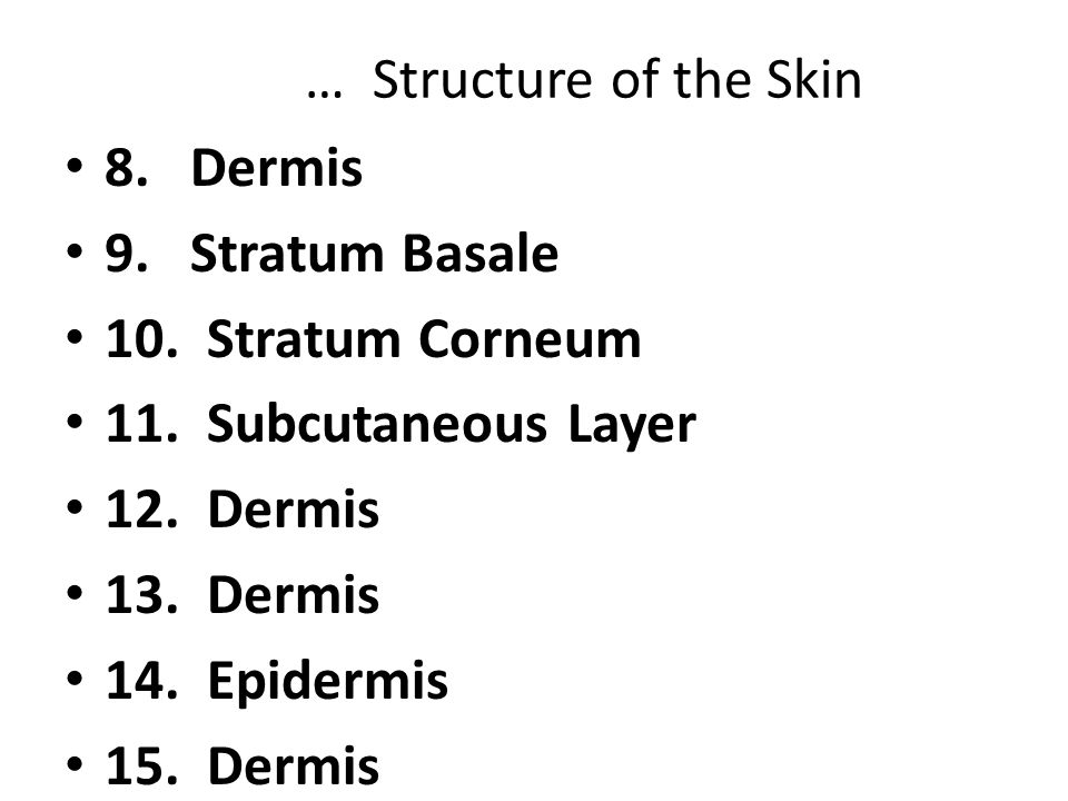 … Structure of the Skin 8. Dermis. 9. Stratum Basale. 10. Stratum Corneum. 11. Subcutaneous Layer.