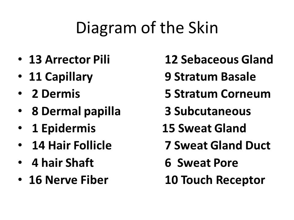 Diagram of the Skin 13 Arrector Pili 12 Sebaceous Gland