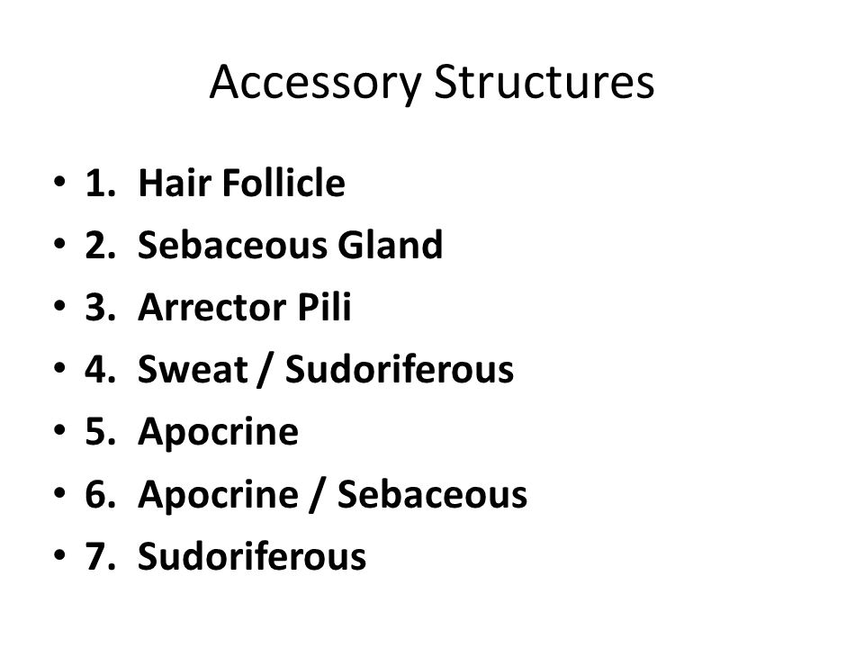 Accessory Structures 1. Hair Follicle 2. Sebaceous Gland
