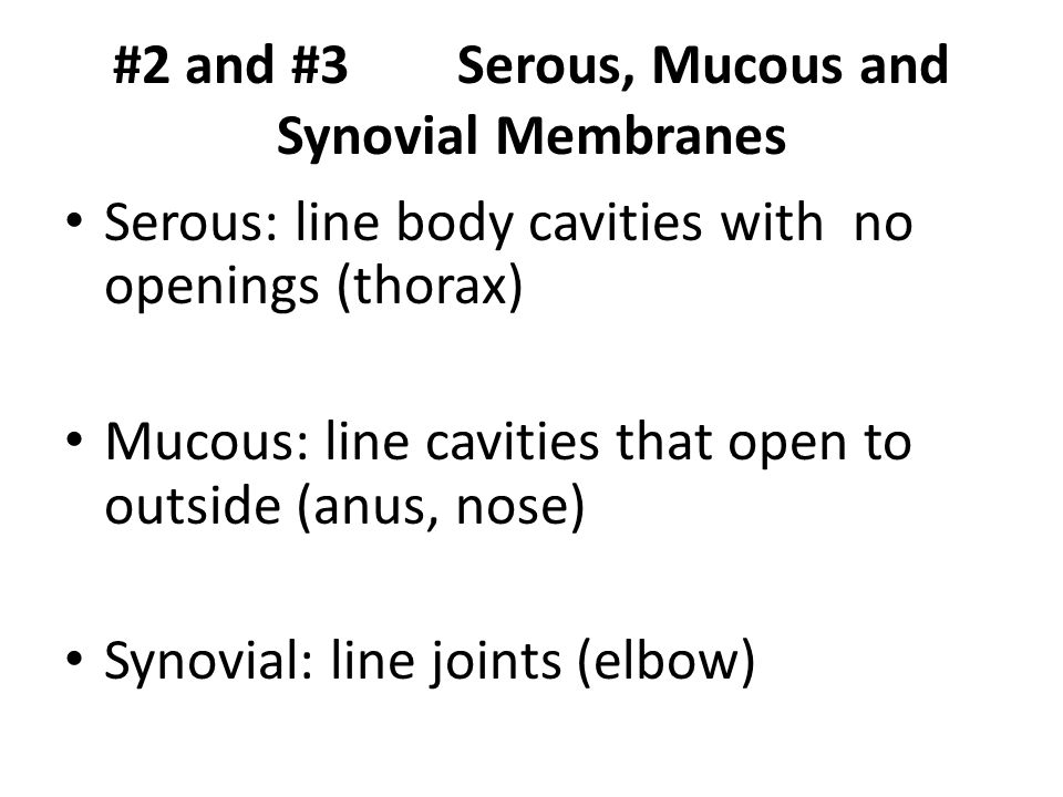 #2 and #3 Serous, Mucous and Synovial Membranes