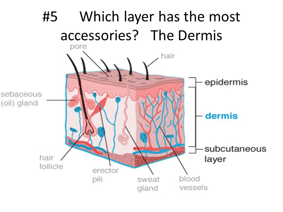 #5 Which layer has the most accessories The Dermis