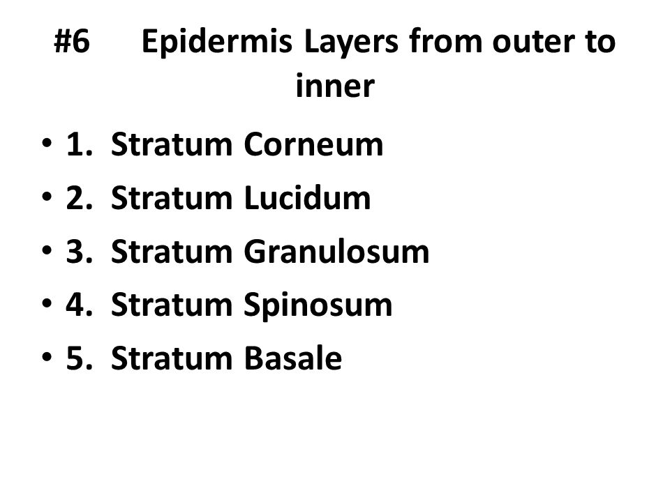 #6 Epidermis Layers from outer to inner
