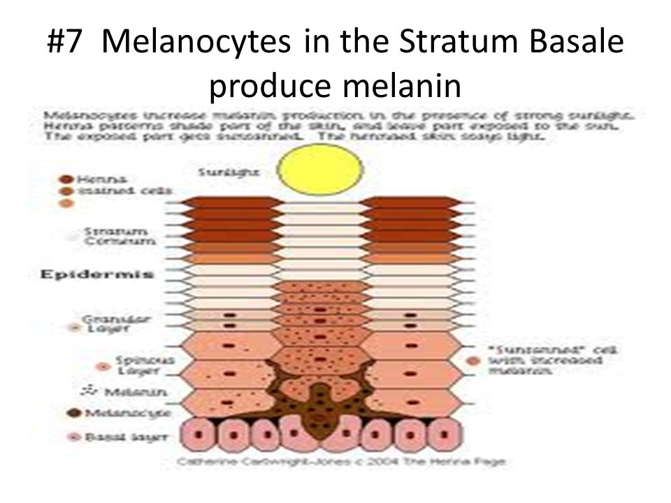 #7 Melanocytes in the Stratum Basale produce melanin