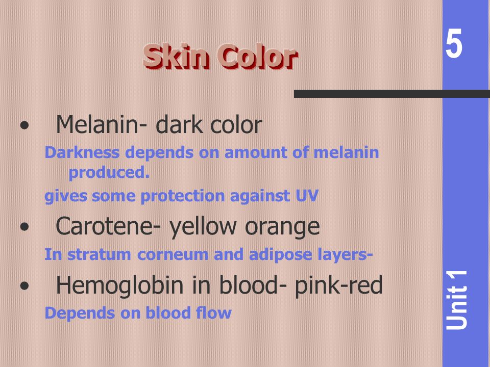 Skin Color Melanin- dark color Carotene- yellow orange