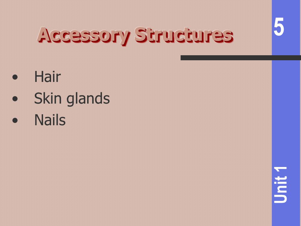Accessory Structures Hair Skin glands Nails