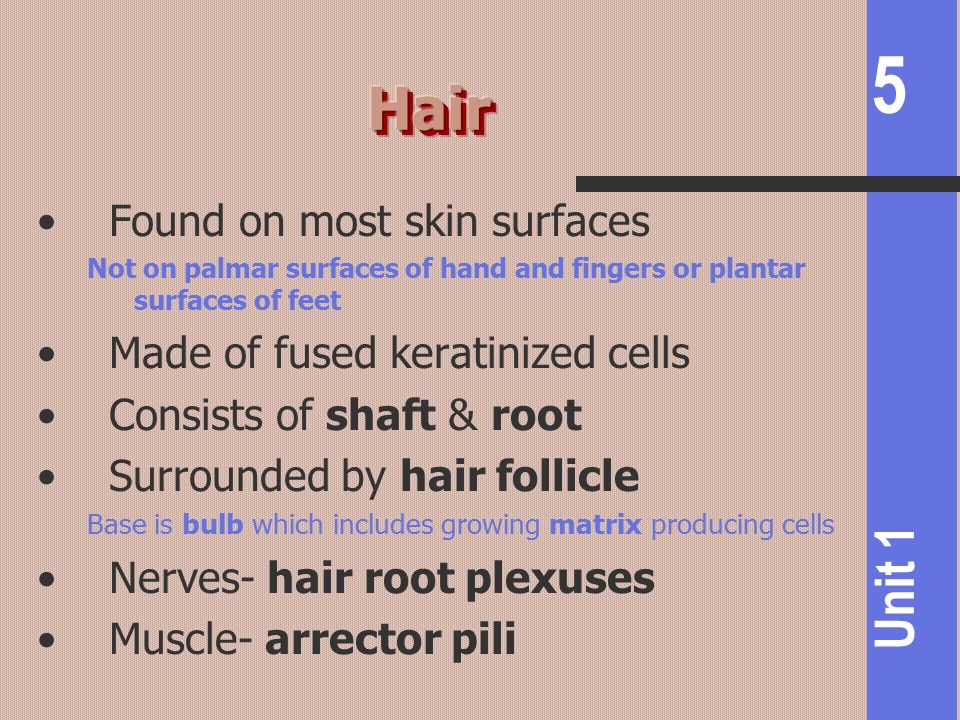 Hair Found on most skin surfaces Made of fused keratinized cells