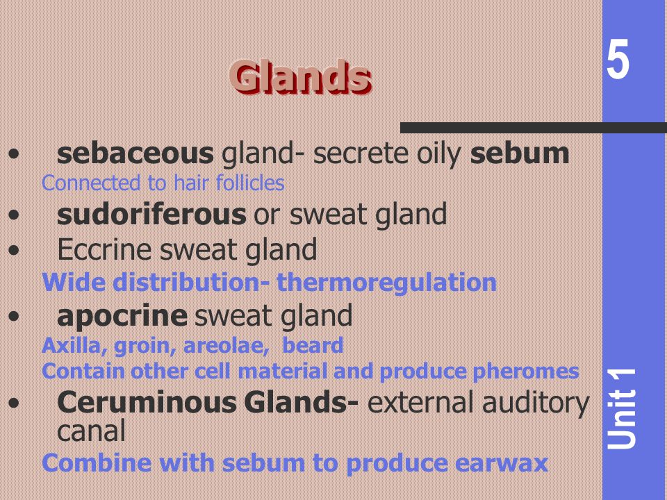 Glands sebaceous gland- secrete oily sebum sudoriferous or sweat gland