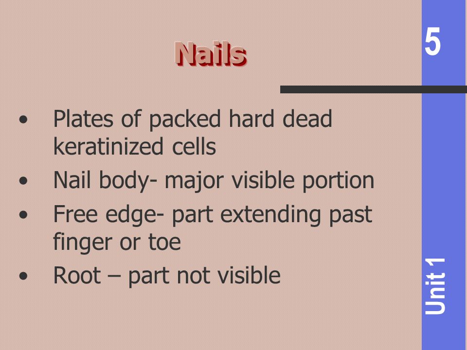 Nails Plates of packed hard dead keratinized cells