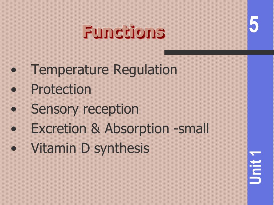 Functions Temperature Regulation Protection Sensory reception
