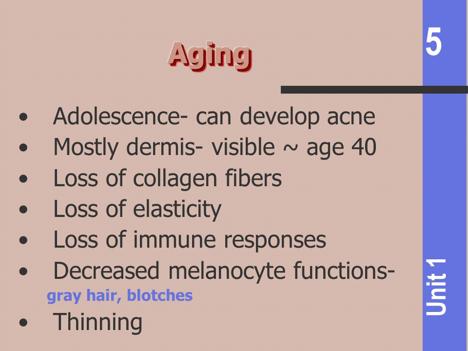 Aging Adolescence- can develop acne Mostly dermis- visible ~ age 40