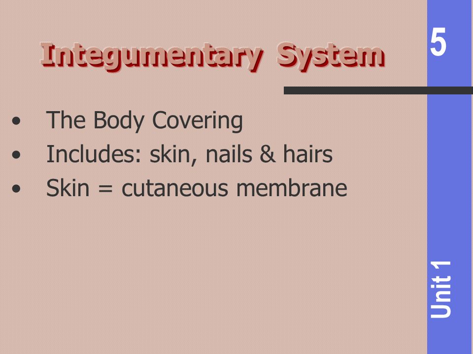 Integumentary System The Body Covering Includes: skin, nails & hairs