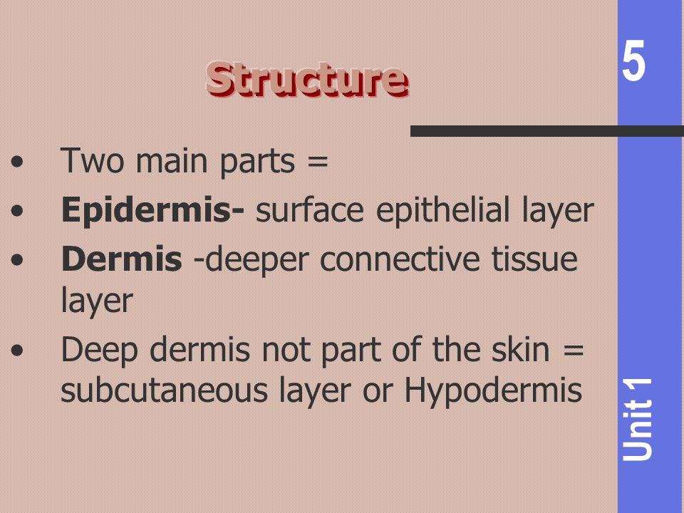 Structure Two main parts = Epidermis- surface epithelial layer
