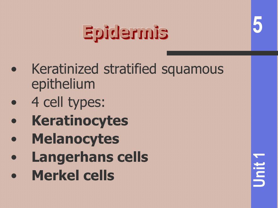 Epidermis Keratinized stratified squamous epithelium 4 cell types: