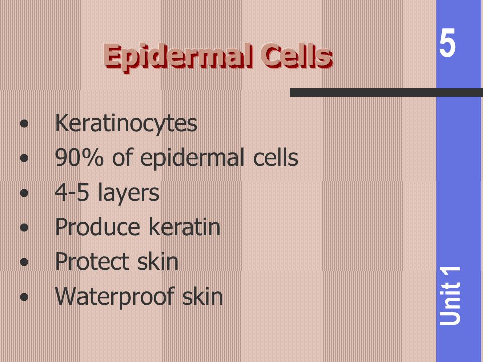 Epidermal Cells Keratinocytes 90% of epidermal cells 4-5 layers