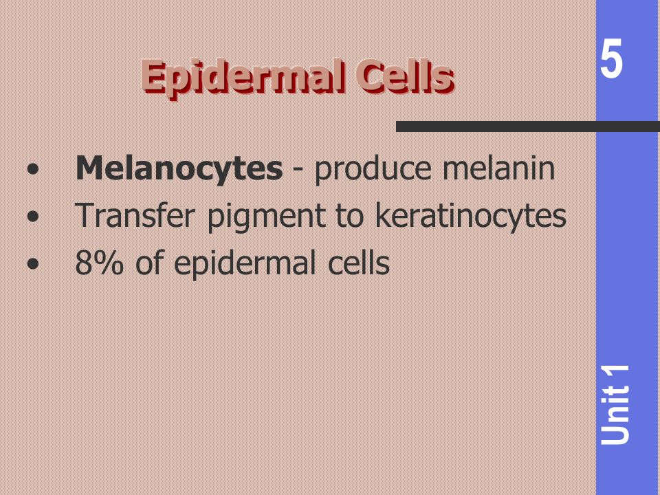 Epidermal Cells Melanocytes - produce melanin