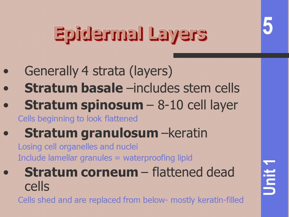 Epidermal Layers Generally 4 strata (layers)