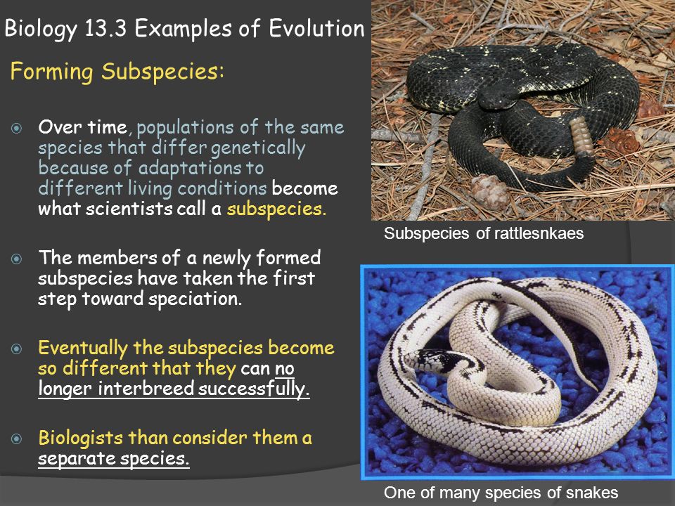 Biology 13.3 Examples of Evolution