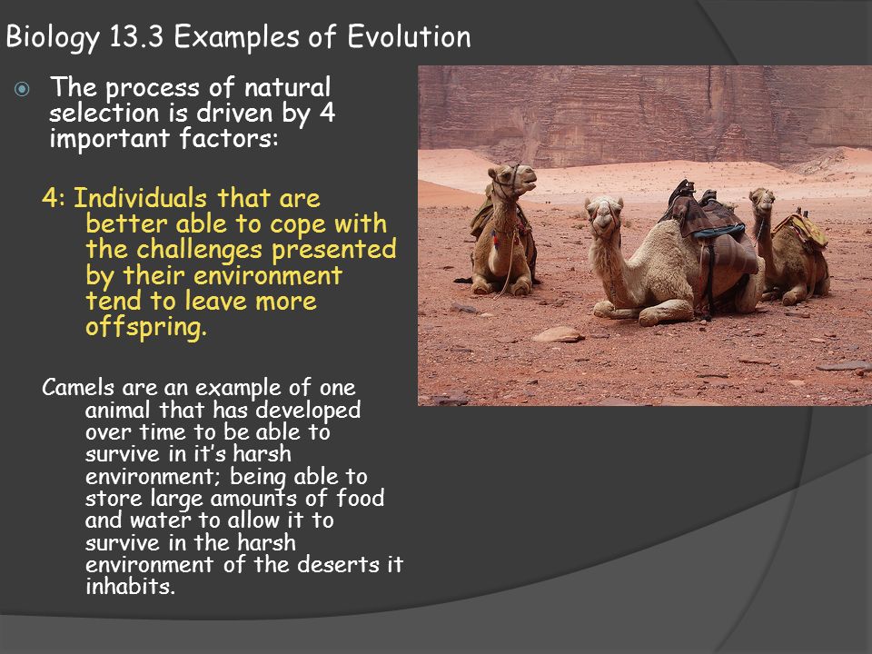 Biology 13.3 Examples of Evolution