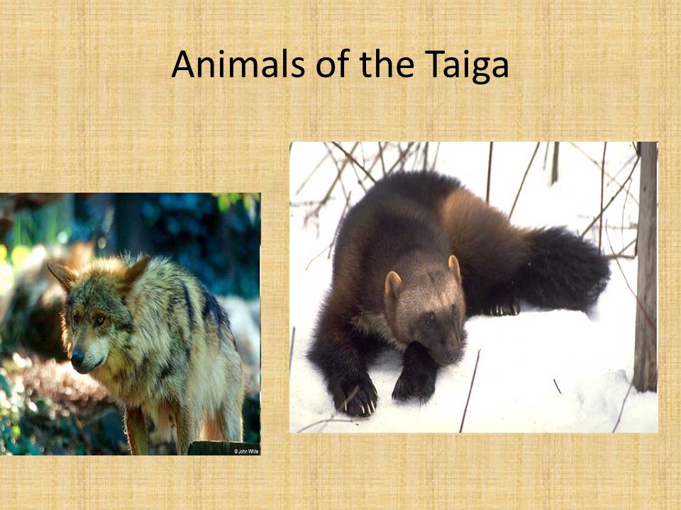 Animals of the Taiga