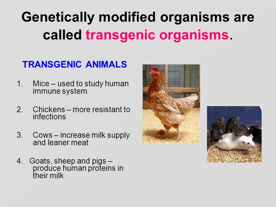 Genetically modified organisms are called transgenic organisms.