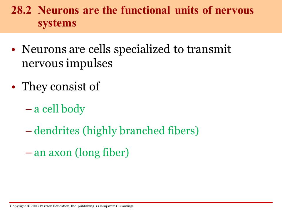 28.2 Neurons are the functional units of nervous systems