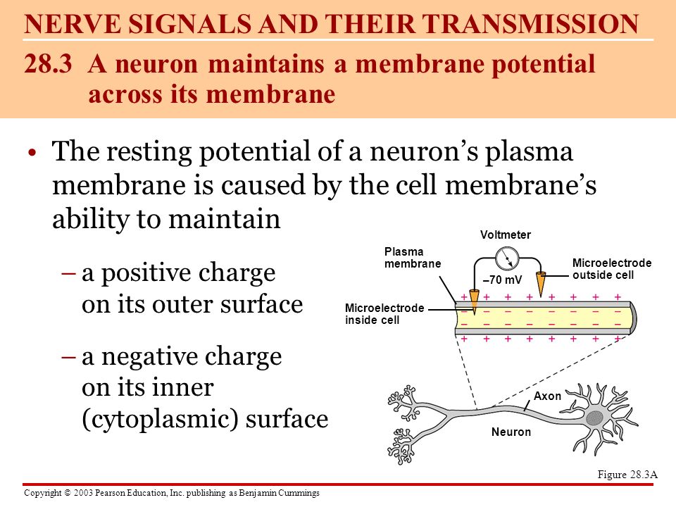 28.3 A neuron maintains a membrane potential across its membrane